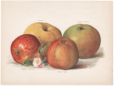 antique print of apples and other fruit